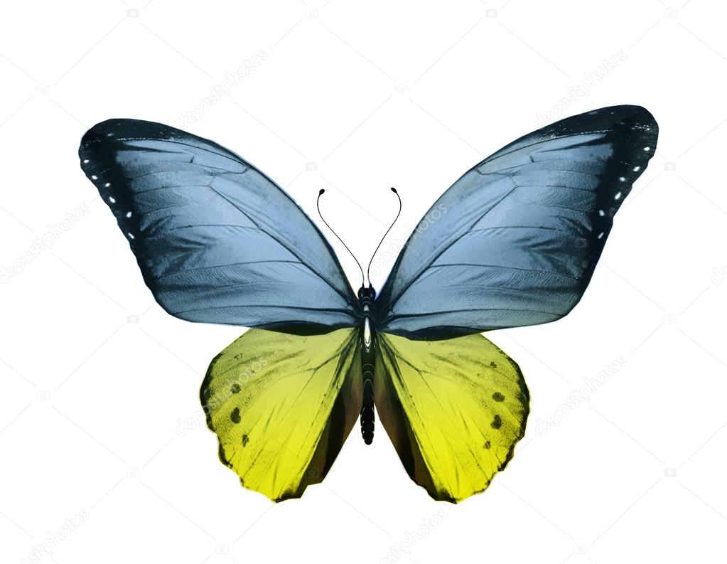 Blue yellow butterfly flying, isolated on white background