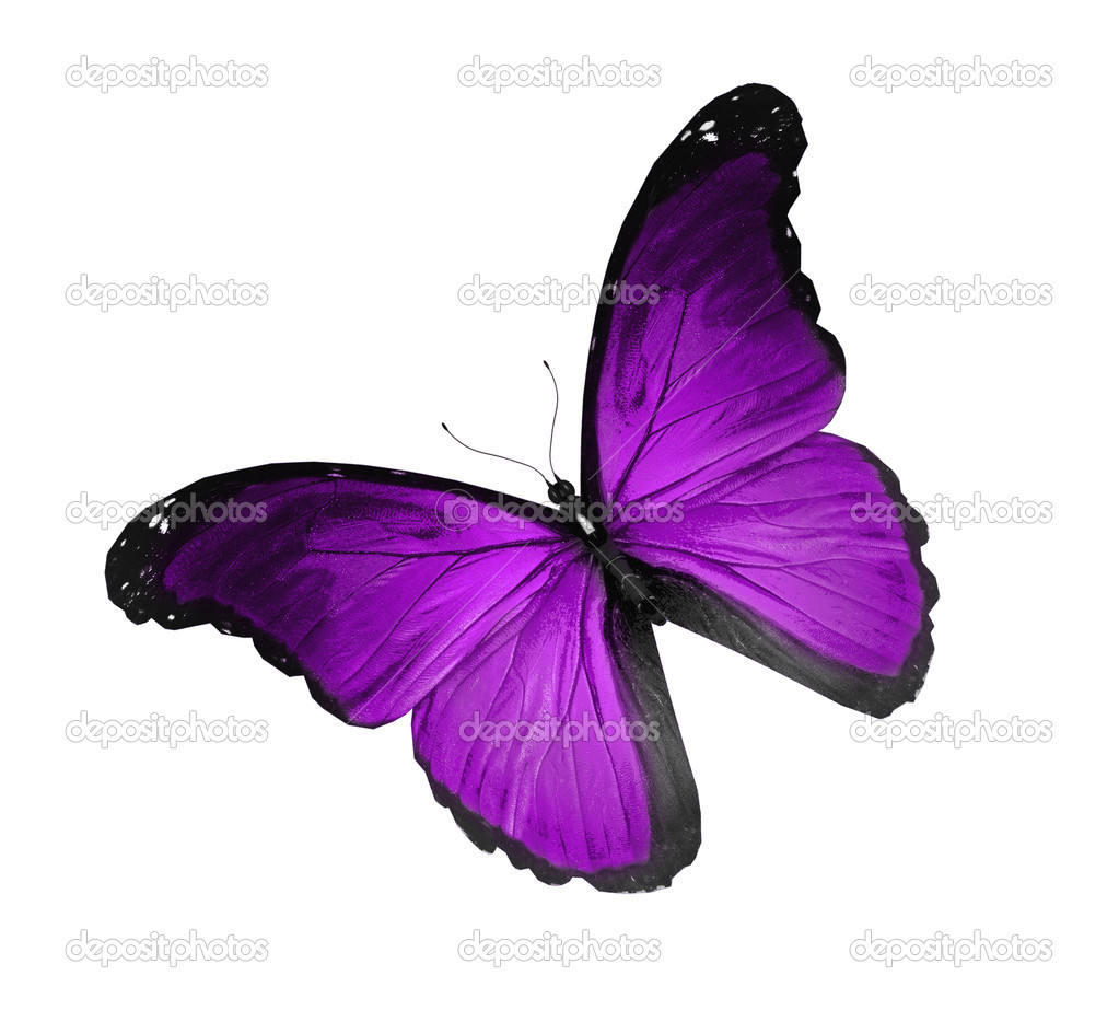Violet butterfly flying, isolated on white