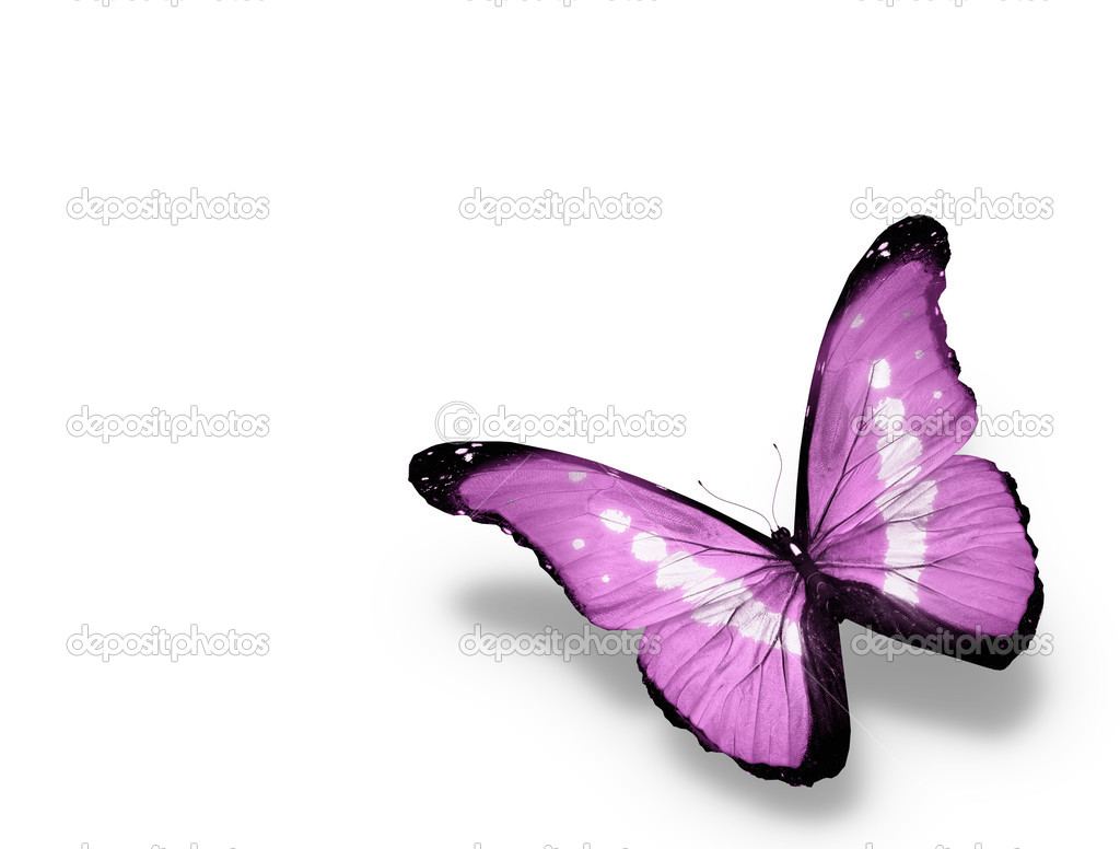 Morpho violet butterfly , isolated on white background