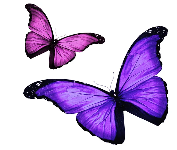 Две бабочки на белом фоне — стоковое фото