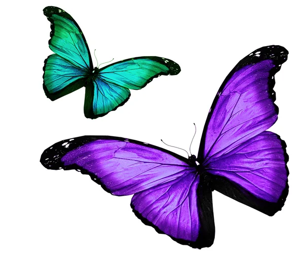 在白色背景上的两个蝴蝶 — 图库照片
