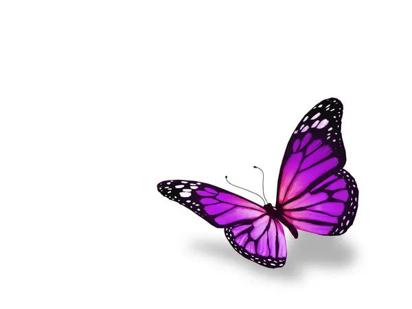 Violet butterfly, isolated on white background — Stock Photo, Image