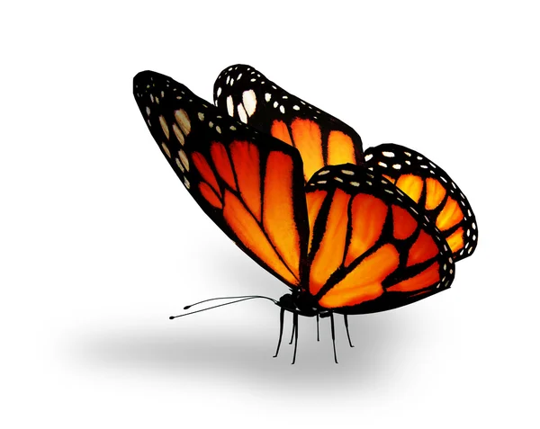 Orange butterfly , isolated on white — Stock Photo, Image