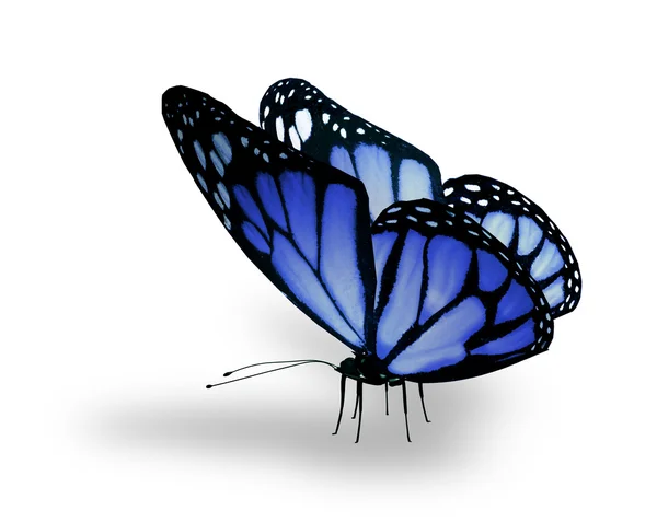 Mariposa azul, aislada en blanco — Foto de Stock