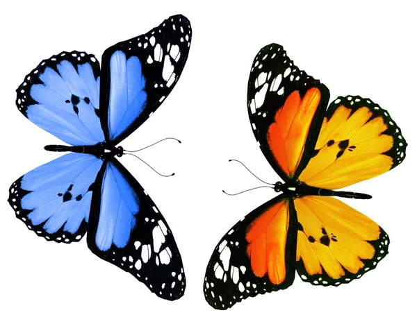 Two butterflies, isolated on white background — Stock Photo, Image