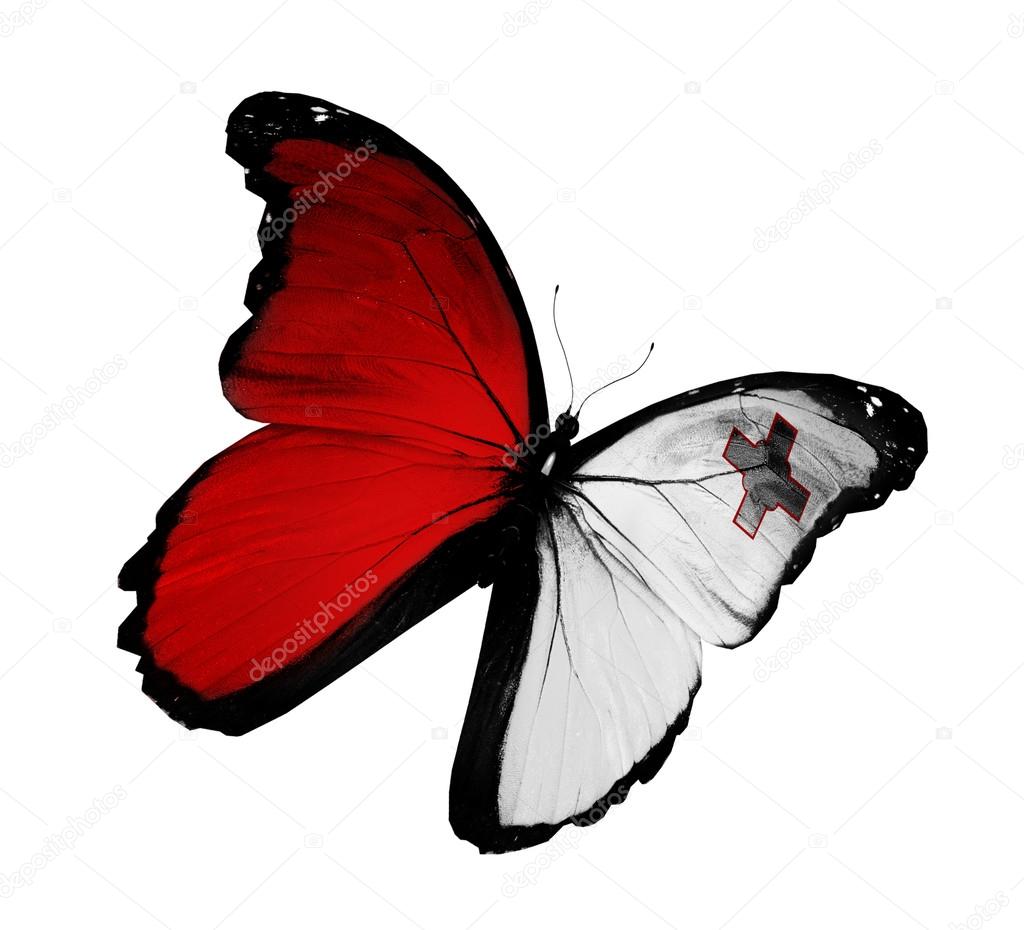 Maltese flag butterfly flying, isolated on white background