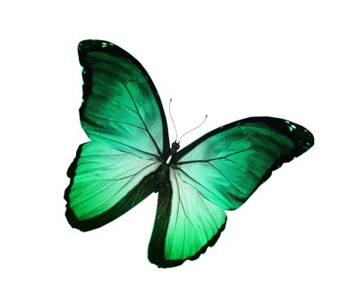 beyaz izole yeşil turkuaz kelebek