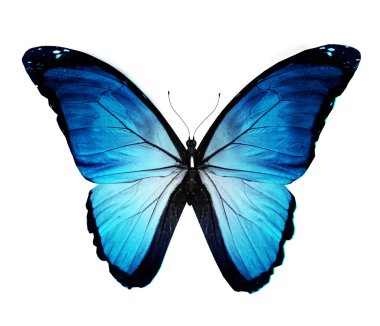 Morpho blue butterfly , isolated on white clipart