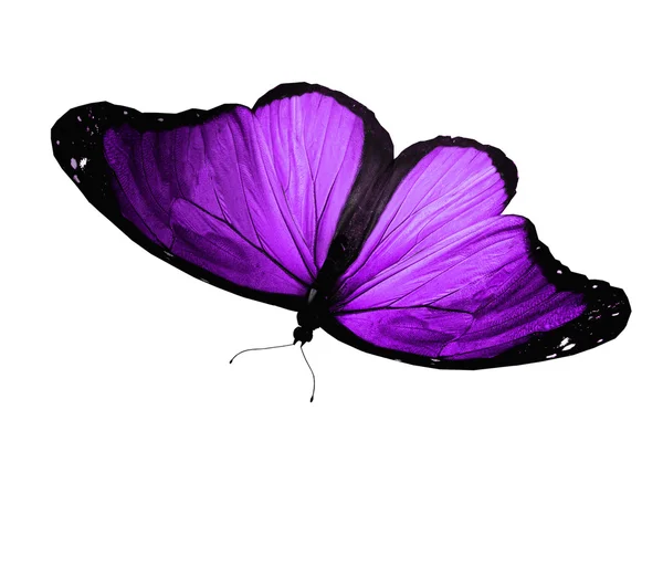 Fioletowy motyl na białym tle — Zdjęcie stockowe