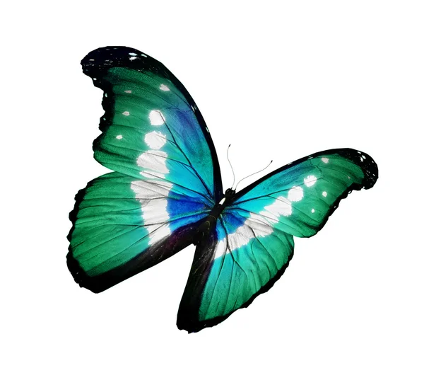 Morpho zielony motyl latający na białym tle na biały — Zdjęcie stockowe
