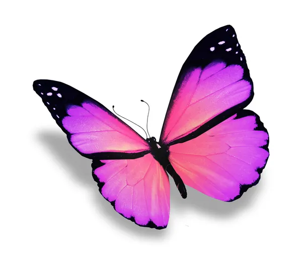 Фіолетовий метелик, ізольований на білому — стокове фото