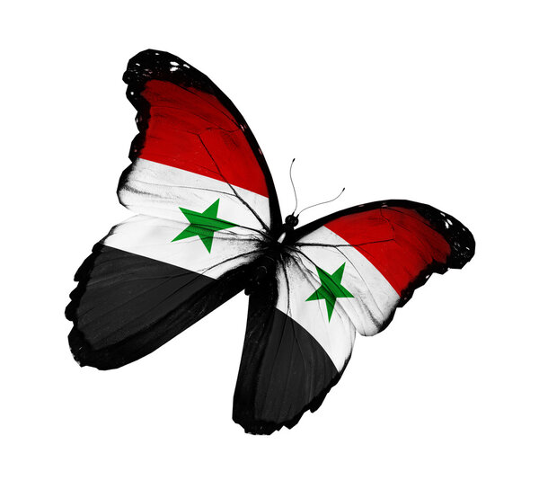 Syrian flag butterfly flying, isolated on white background