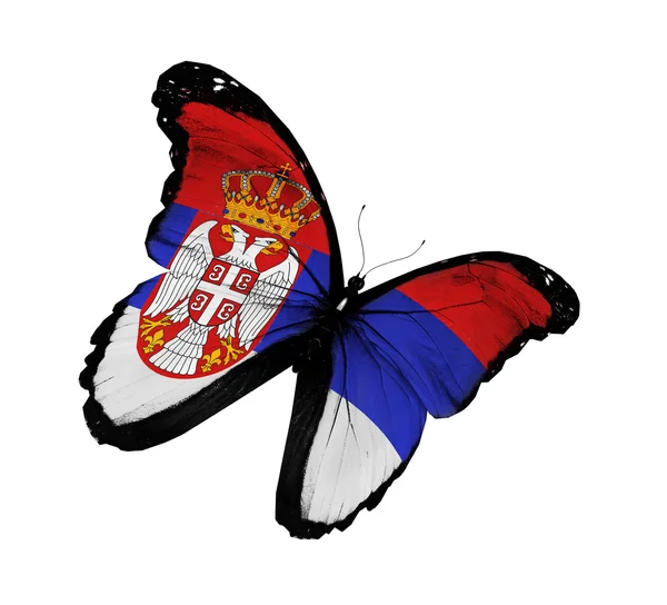 Bandera de Serbia mariposa volando, aislada sobre fondo blanco —  Fotos de Stock