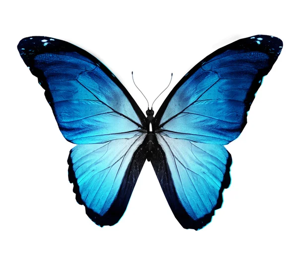 Farfalla blu morpho, isolata su bianco — Foto Stock