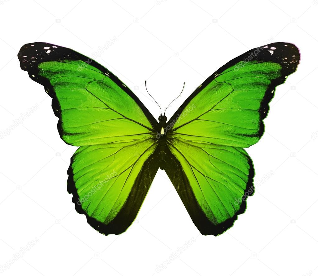 Morpho green butterfly , isolated on white