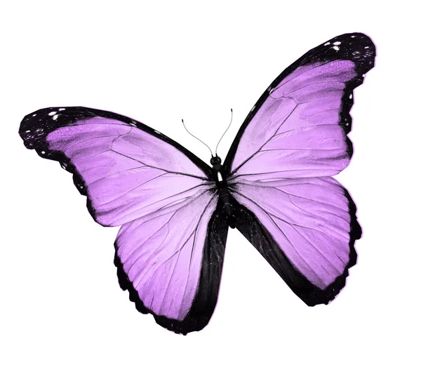 Borboleta violeta, isolada sobre branco — Fotografia de Stock