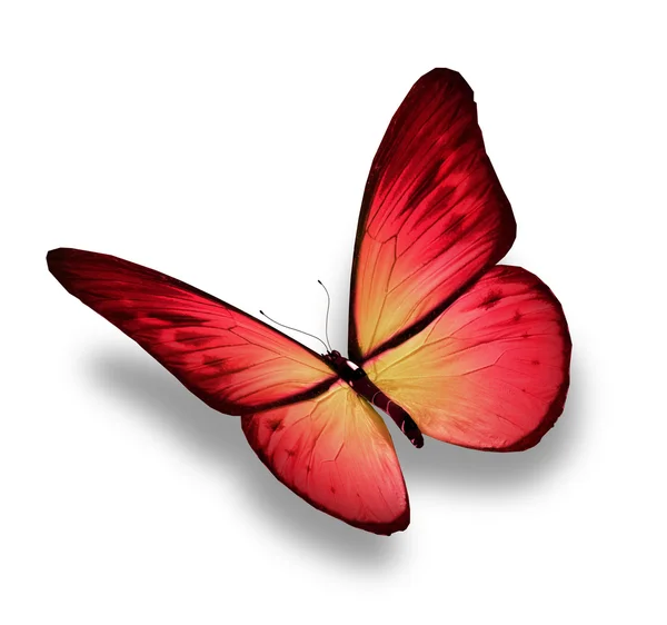 Pink butterfly, isolated on white — Stock Photo, Image