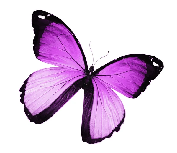 Violet butterfly flying, isolated on white background Stock Photo by