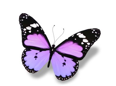 Uçuş, izole üzerinde beyaz arka plan mavi kelebek