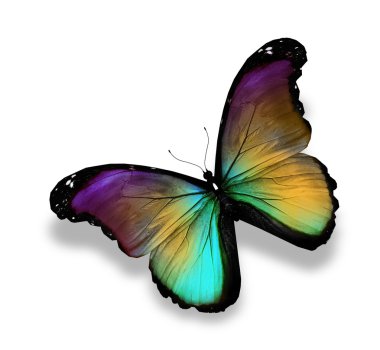 Dark green gold violet butterfly morpho, isolated on white clipart