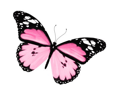Beyaz arka plan üzerinde izole pembe kelebek