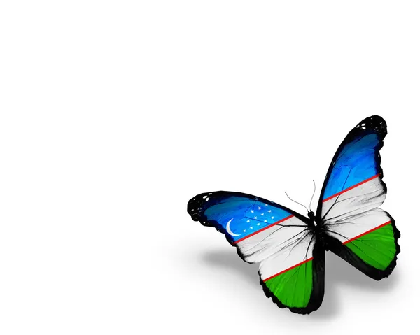 Uzbek flag butterfly, isolated on white background — Stock Photo, Image