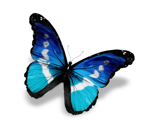 Голубая бабочка морфо, изолированная на белом — стоковое фото