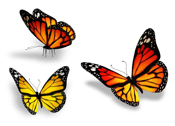 Drie gele vlinder, geïsoleerd op witte achtergrond — Stockfoto