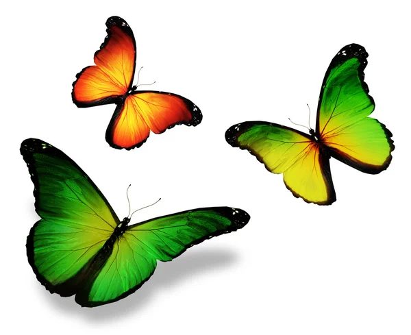 Three green yellow butterfly, isolated on white background — Stock Photo, Image