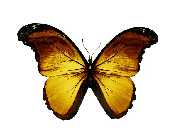 Mariposa dorada volando, aislada en blanco — Foto de Stock