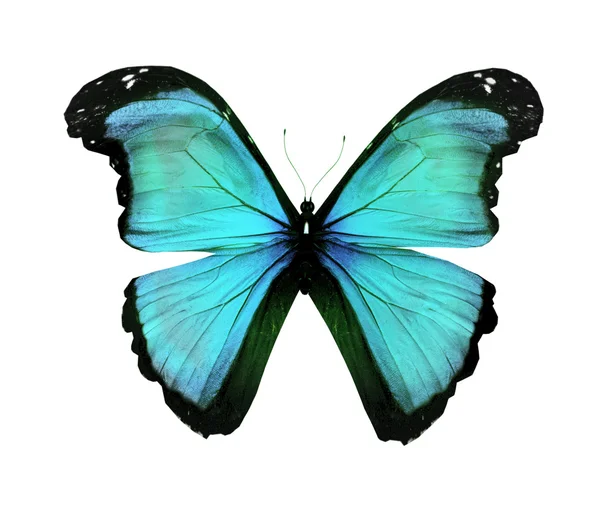 Morpho turquoise vlinder, geïsoleerd op wit — Stockfoto