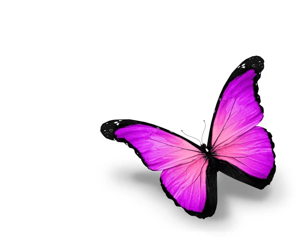 Violet butterfly, isolated on white background — Stock Photo, Image