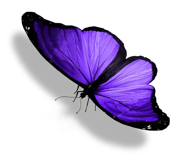 Borboleta violeta, isolada sobre branco — Fotografia de Stock