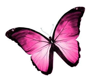 pembe kelebek, üzerinde beyaz izole