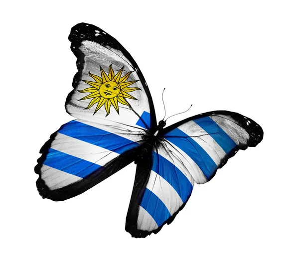 Uruguayan flag butterfly flying, isolated on white background — Stock Photo, Image