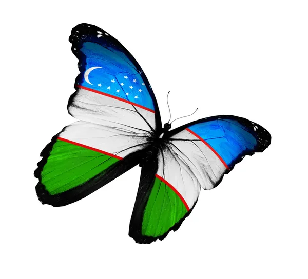 Uzbek flag butterfly flying, isolated on white background — Stock Photo, Image