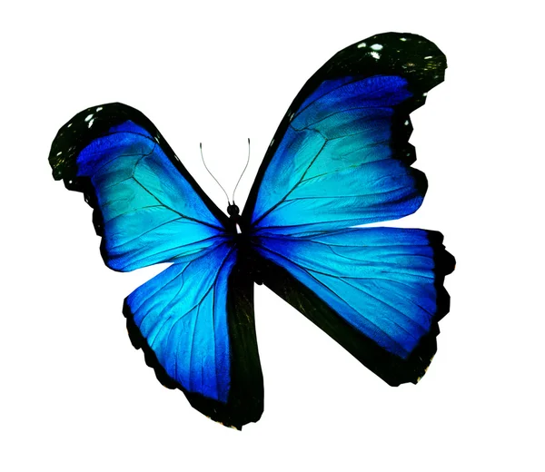 Morpho blauer Schmetterling, isoliert auf weiß — Stockfoto