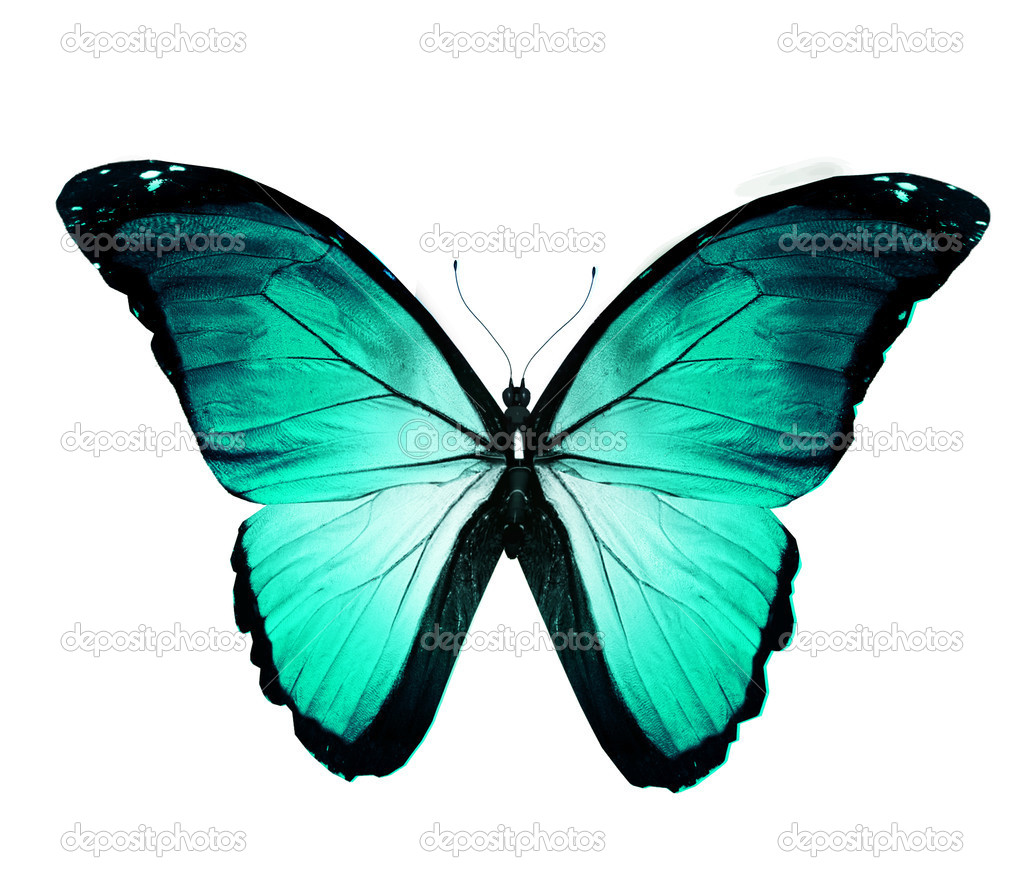 Turquoise blue butterfly , isolated on white
