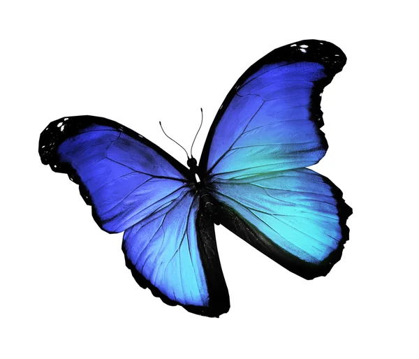 Blue butterfly on white background — Stock Photo, Image