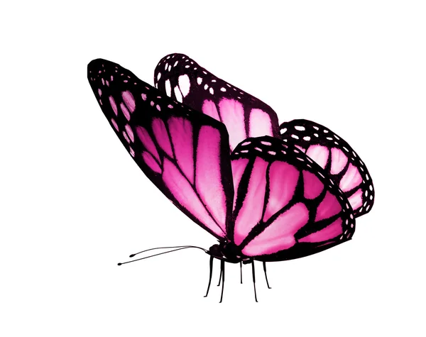 Розовая бабочка, изолированная на белом — стоковое фото
