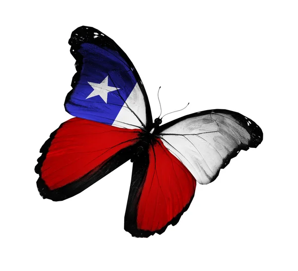 Motýl Chilské vlajky létání, izolované na bílém pozadí — Stock fotografie