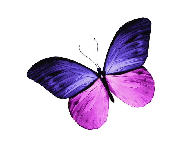 青いバイオレット蝶、白い背景で隔離 — ストック写真