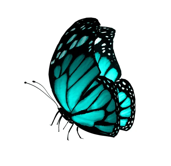 绿松石蝴蝶，孤立在白色 — 图库照片