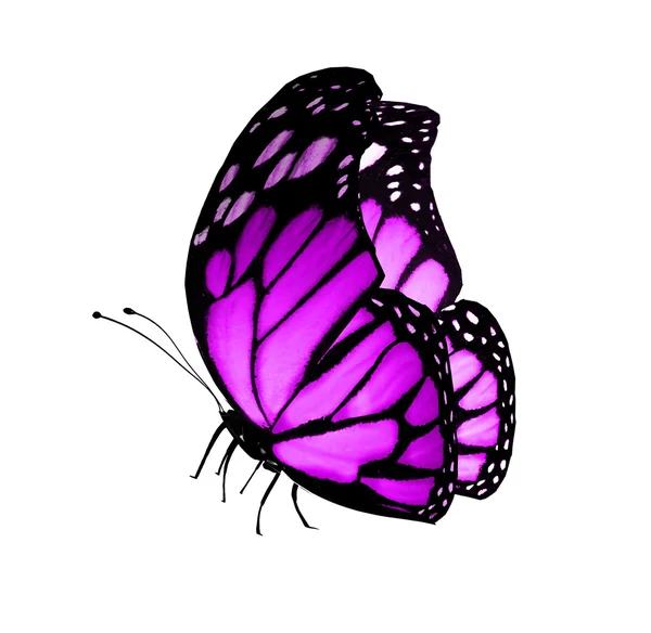 紫蝶、白で隔離されます。 — ストック写真