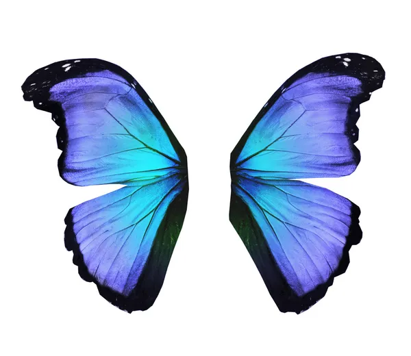 Kék morpho pillangó, elszigetelt fehér szárnya — Stock Fotó