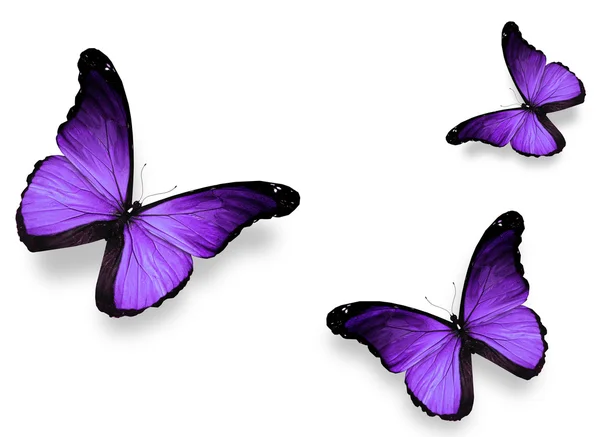 Three violet butterflies, isolated on white — ストック写真