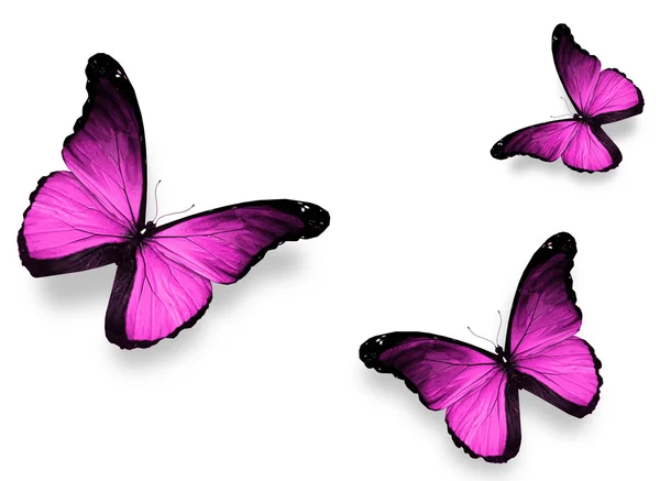 Three violet butterflies, isolated on white — Stock Photo, Image