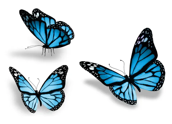Τρεις μπλε πεταλούδα, που απομονώνονται σε λευκό φόντο — Φωτογραφία Αρχείου