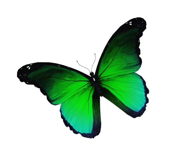 Borboleta verde voando, isolado em branco — Fotografia de Stock