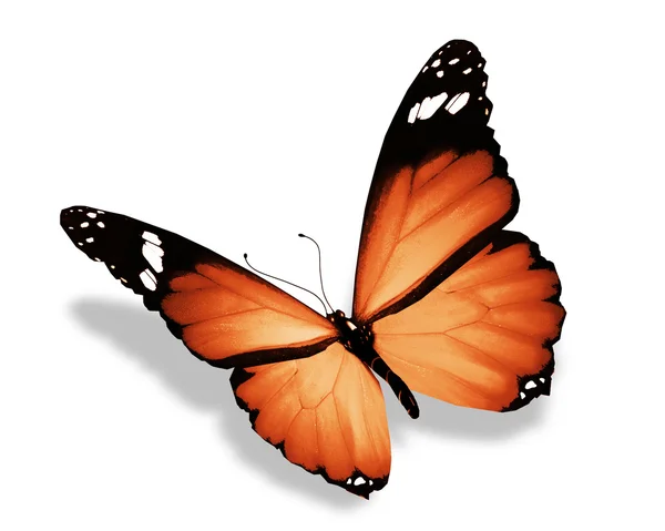 Orange butterfly, isolated on white — Stock Photo, Image